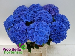 Hydrangea Royal Parade 60cm 15-17cm Hd