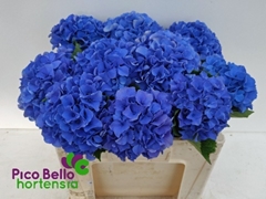 Hydrangea Royal Parade 50cm 13-15cm Hd