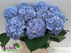 Hydrangea Verena Blue 60cm 15-17cm Hd