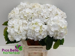 Hydrangea White Verena 60cm 15-17cm Hd