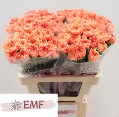 Dianthus Single Tamarind 60cm