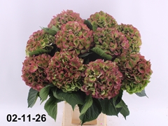 Hydrangea Elbtal Classic 70cm 19-21cm Hd