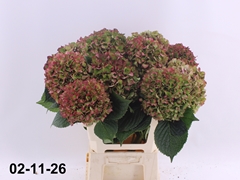 Hydrangea Glowing Alps Classic 60cm 15-17cm Hd