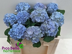 Hydrangea Verena Blue 50cm 13-15cm Hd