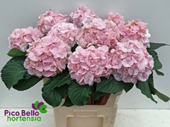 Hydrangea Verena 80cm 18-20cm Hd