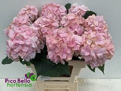 Hydrangea Verena 60cm 14-16cm Hd