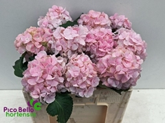 Hydrangea Verena 50cm 13-15cm Hd
