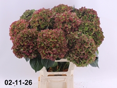 Hydrangea Glowing Alps Classic 70cm 17-19cm Hd