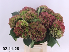 Hydrangea Elbtal Classic 60cm 16-18cm Hd