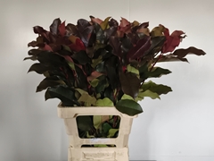 Photinia X Fraseri Purple Peter 70cm