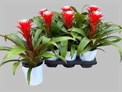 Guzmania Hope 12Ø 40cm