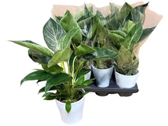 Philodendron Birkin 12Ø 40cm