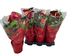 Anthurium Success Red 12Ø 45cm