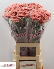 Dianthus Single Miss Marble 70cm