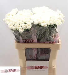 Dianthus Single Mont Blanc 60cm