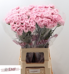 Dianthus Single Lotus 70cm