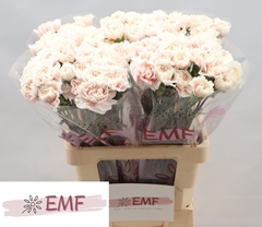 Dianthus Single Altair 65cm
