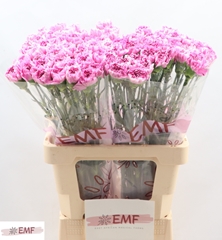 Dianthus Single Yukari Scuro 60cm