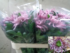 Chrysanth Single Saratov 80cm 130gr.