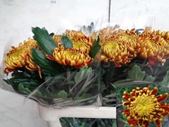 Chrysanth Single Fuego 80cm 95gr.