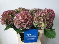 Hydrangea Elbtal Classic 80cm 19-21cm Hd