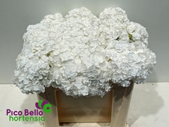 Hydrangea Royal Highness 50cm 14-16cm Hd