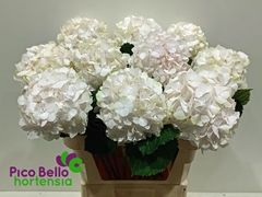 Hydrangea Sweet Verena 80cm 18-20cm Hd