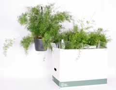 Asparagus Densiflorus Sprengeri 17Ø 50cm