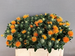 Carthamus Zanzibar 60cm