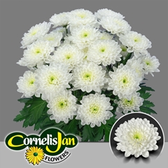 Chrysanth Spray Altaj 70cm 125gr.