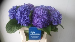 Hydrangea Pimpernel 80cm 18-20cm Hd