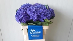 Hydrangea Pimpernel 60cm 13-15cm Hd