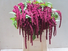 Amaranthus Caudatus Rosary 80cm