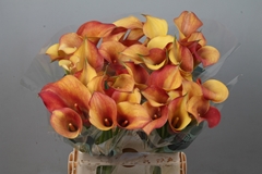 Zantedeschia Captain Trinity 65cm
