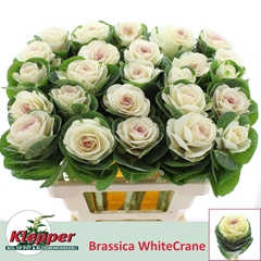 Brassica White Crane 60cm