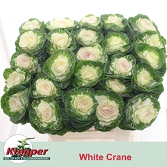 Brassica White Crane 70cm