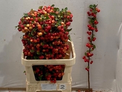 Malus Red Sentinel Per Stem 90cm