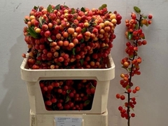 Malus Red Sentinel Per Stem 80cm