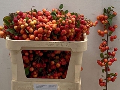Malus Red Sentinel Per Stem 70cm