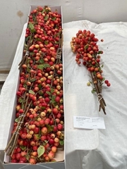 Malus Red Sentinel Per Stem 50cm