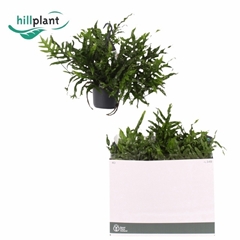 Micros Diversifolium 17Ø 45cm