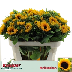 Helianthus Sunrich Orange 70cm