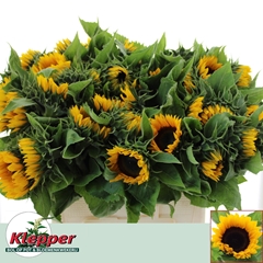 Helianthus Sunrich Orange 60cm