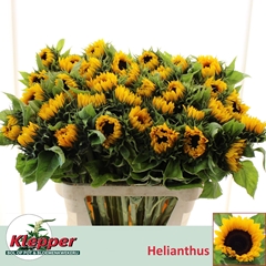 Helianthus Sunrich Orange 80cm