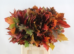 Quercus Rubra 80cm