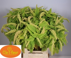 Amaranthus Caudatus Viridis 60cm