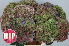 Hydrangea Rodeo Red Classic 60cm 18-20cm Hd