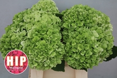 Hydrangea Cannonball Classic 40cm 14-16cm Hd