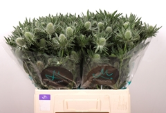 Eryngium Alpinum Gemini Questar 60cm