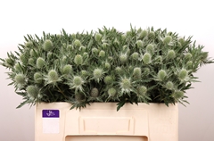 Eryngium Alpinum Gemini Questar 50cm